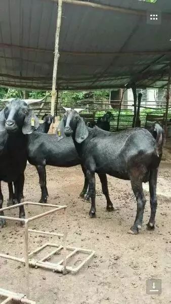 养羊的惨痛经历,一次养羊的亲身经历