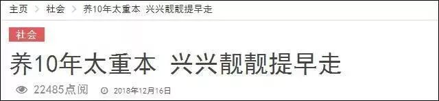 想养一只大熊猫有多不容易,中国养一只大熊猫的费用