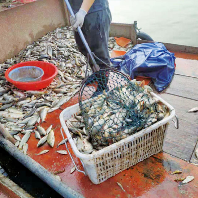 电鱼船摸黑“酷捕滥捞”,几秒钟鱼虾蟹贝“断子绝孙”