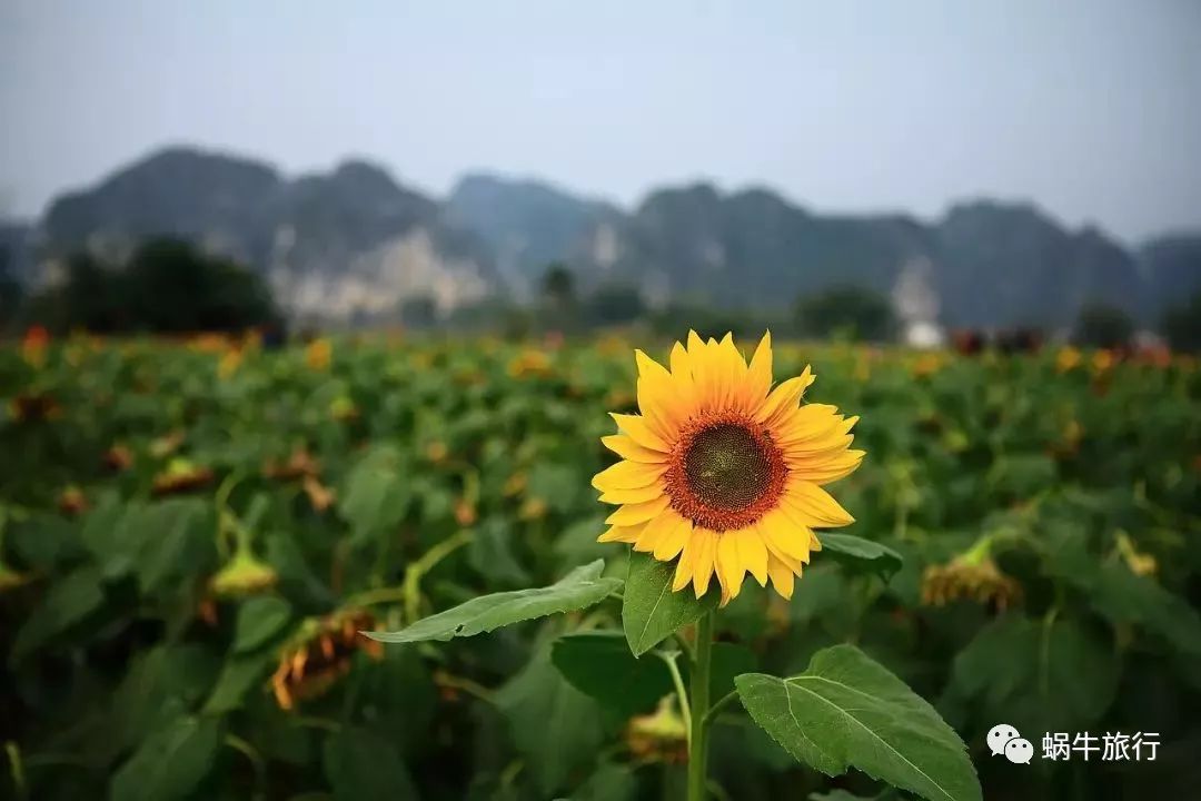 上林葵花节景点,广西上林葵花文化旅游节