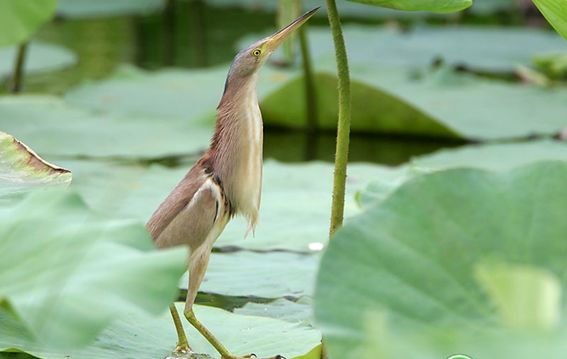 他做了15年自然测量员，只为得到更好的荒野