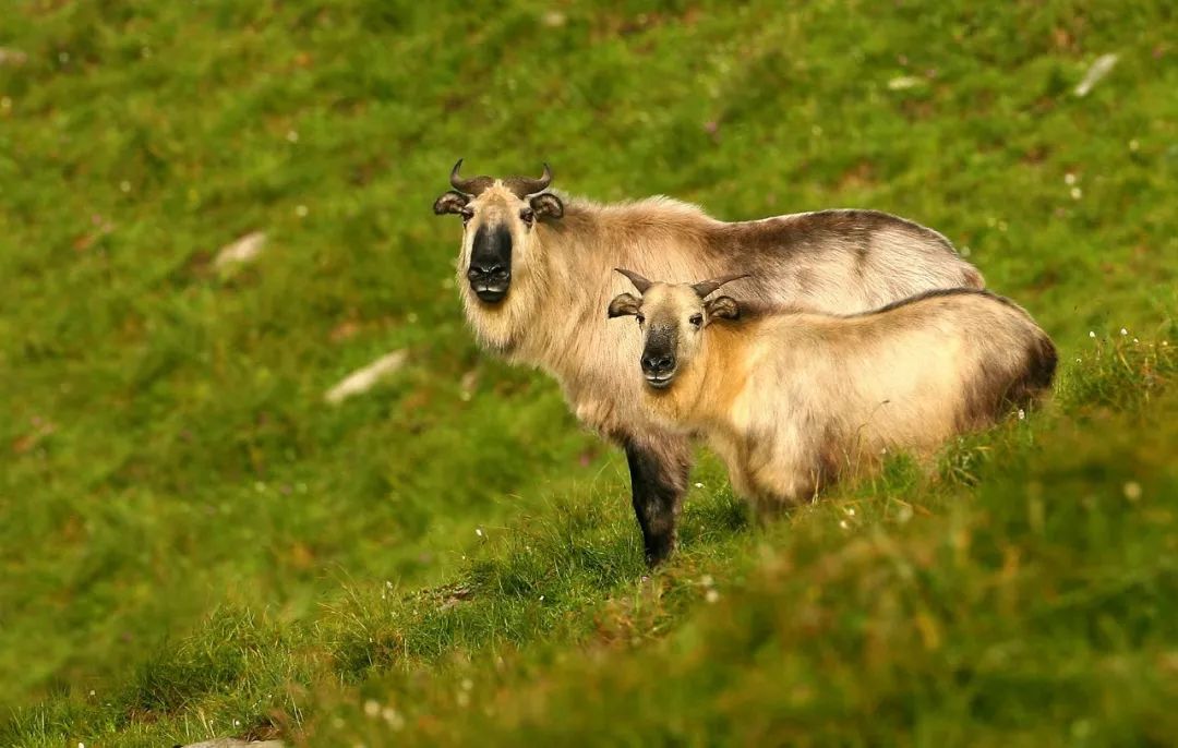 他做了15年自然测量员，只为得到更好的荒野