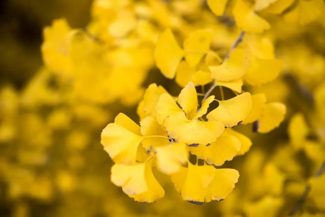“妈，我在华师看了一场金黄色的雪！”
