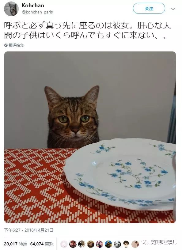 2018年在日推上“青史留名”的喵星人，引起舒适！