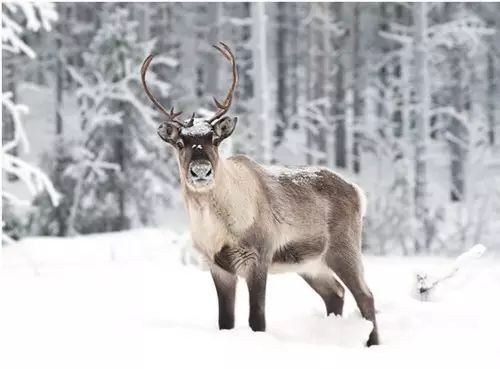 吃圣诞大餐，装扮圣诞树，期待一个红帽子、白胡子的人送圣诞礼物