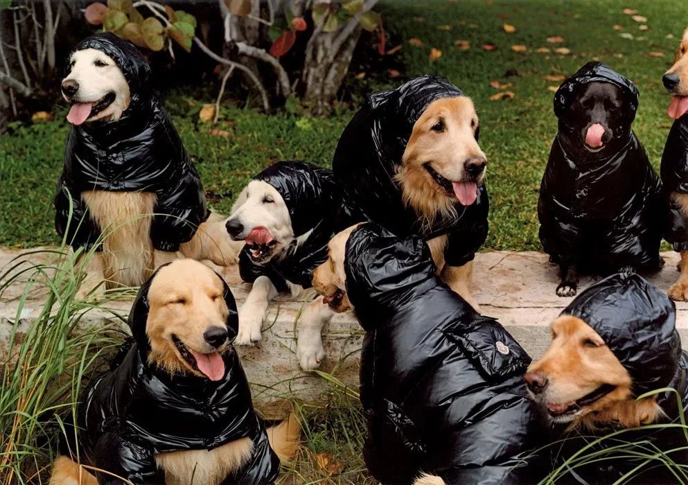 小雀斑埃迪雷德梅尼穿波司登,小雀斑埃迪雷德梅尼身穿波司登