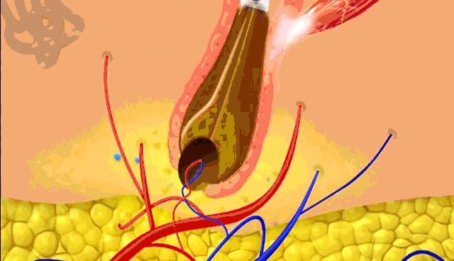 团|你的头发一根都不许掉!用它,还能3天不洗头依然干爽不油腻