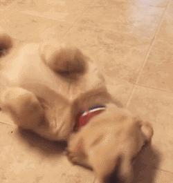 如何教狗狗不拴绳就紧跟你,狗狗戴项圈能不能解决牵绳不走