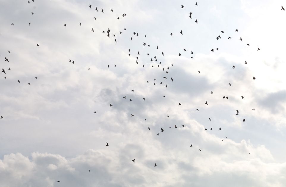 蒙自这里汇聚上千人，放飞上百只鸽子，是发生了什么大事……