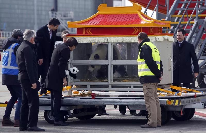 老外多爱猫咪,老外多爱中国