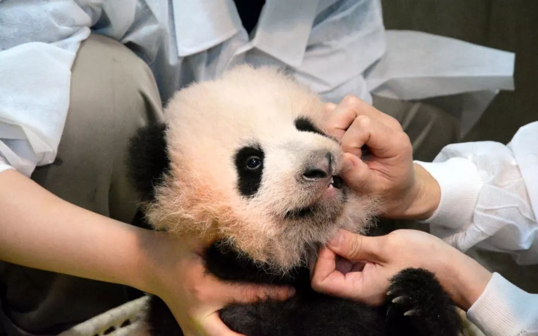 老外多爱猫咪,老外多爱中国