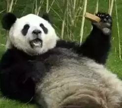 老外多爱猫咪,老外多爱中国