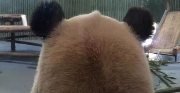 老外多爱猫咪,老外多爱中国