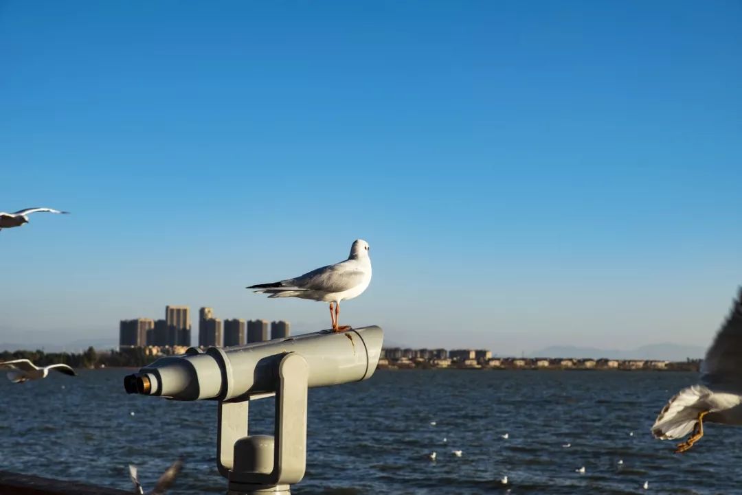 蒙自最新政策公告,蒙自最新规定