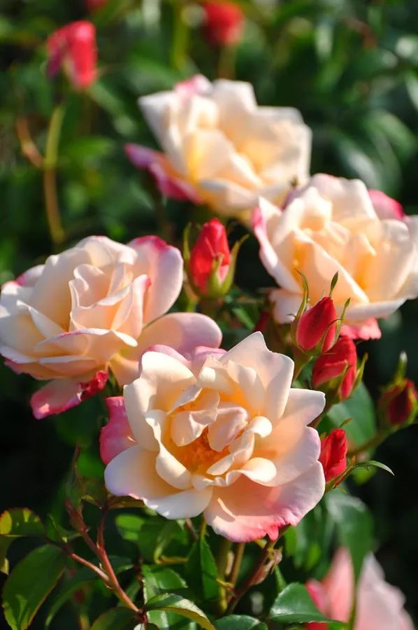 日本顶级微型月季,日本顶级盆栽大师