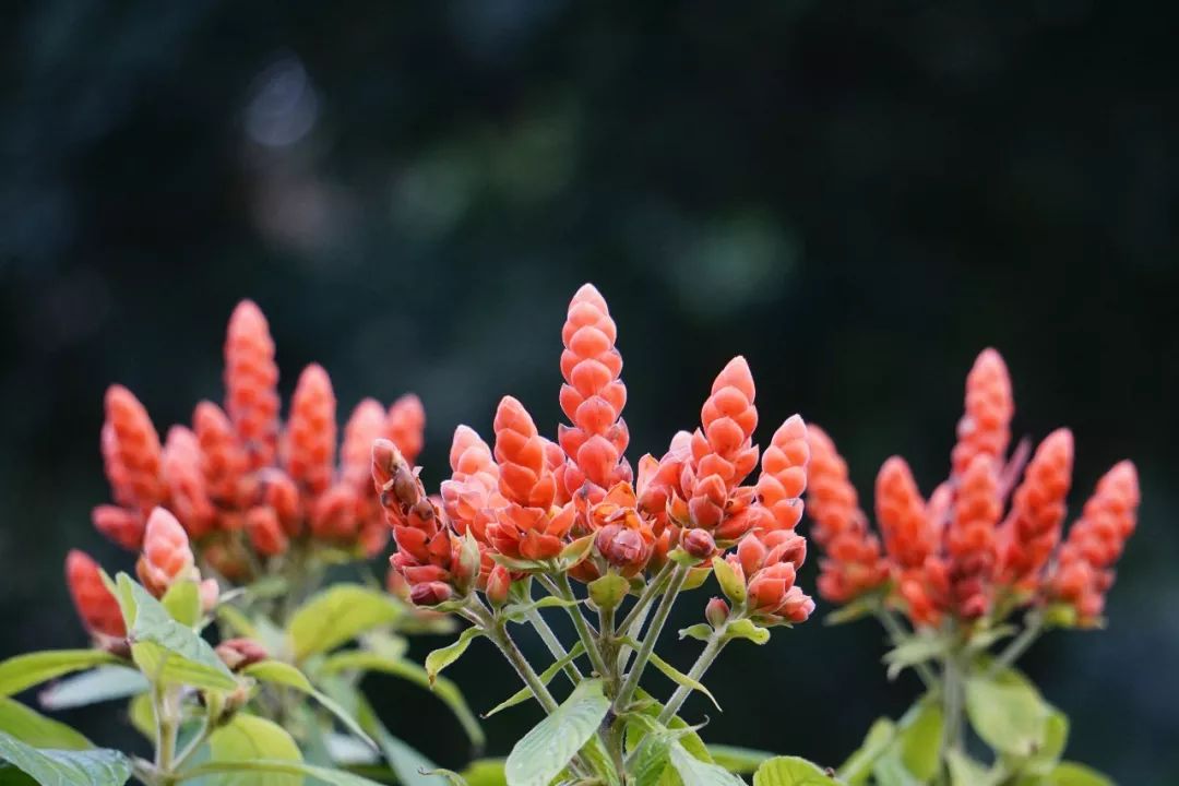华南植物园吉祥花图片,华南植物园禾雀花观赏时间