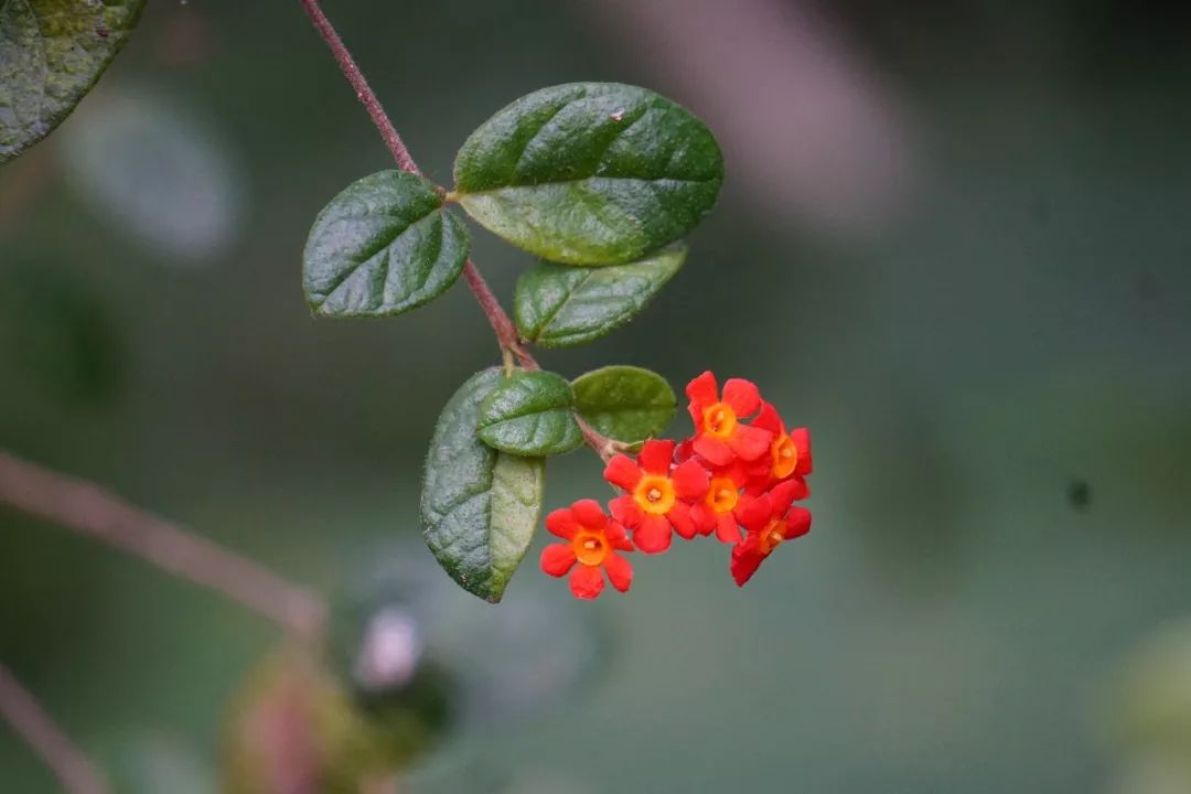 华南植物园吉祥花图片,华南植物园禾雀花观赏时间