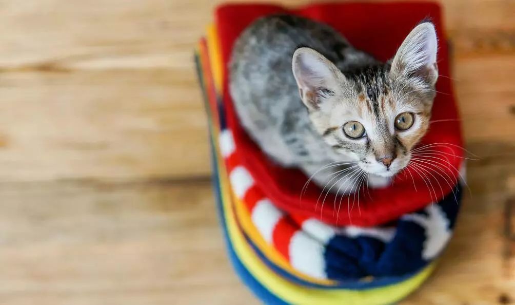 脱发戴帽子的正确方法,老戴帽子是什么原因