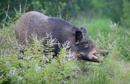 放弃工作回农村养猪,放弃高薪回家养猪