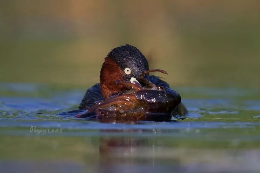 身边没有野生动物？也许是你不够慢