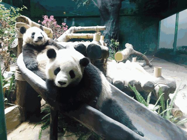 灵玲国际马戏城儿童节,厦门灵玲国际马戏城大熊猫叫什么