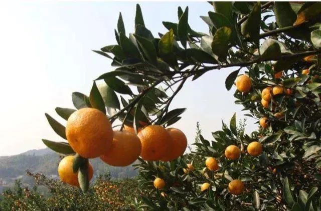 沙糖桔十元八斤,沙糖橘滞销