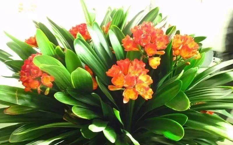 家里盆栽洋葱开花,洋葱盆栽开花