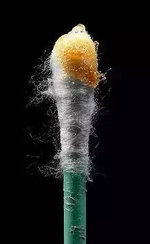 老娘没狐臭!就算有,也是正常!