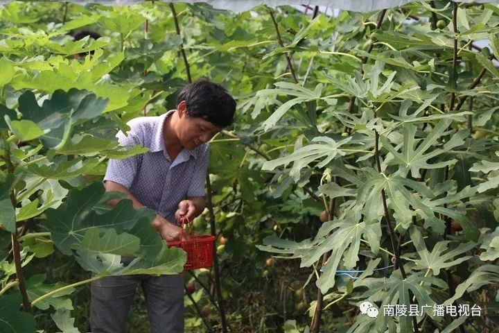 南陵民间故事,南陵历史故事