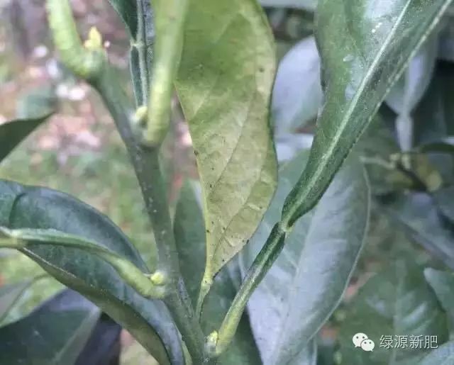 果树花芽分化期用什么促花芽分化,什么可以促进花芽分化