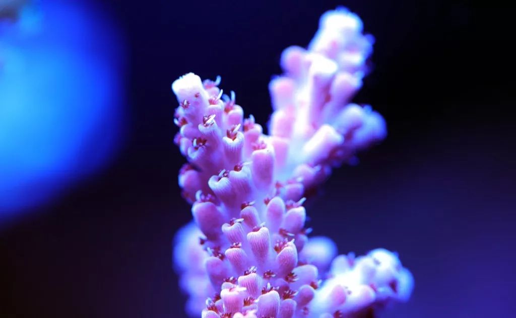 美爆了：高密度SPS经验分享