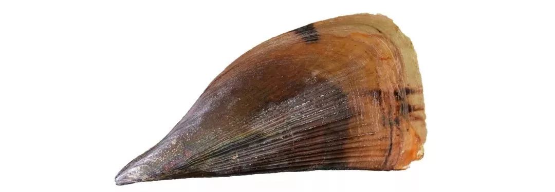 不认识这些海鲜，还敢说吃遍三亚？“三亚发布”能查海鲜限价哦～