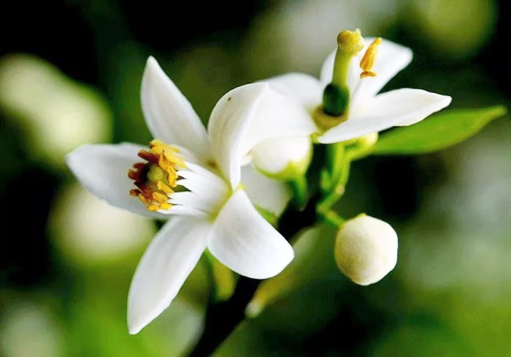 祖玛珑香水和圣罗兰哪个档次高,祖玛珑香水五件套