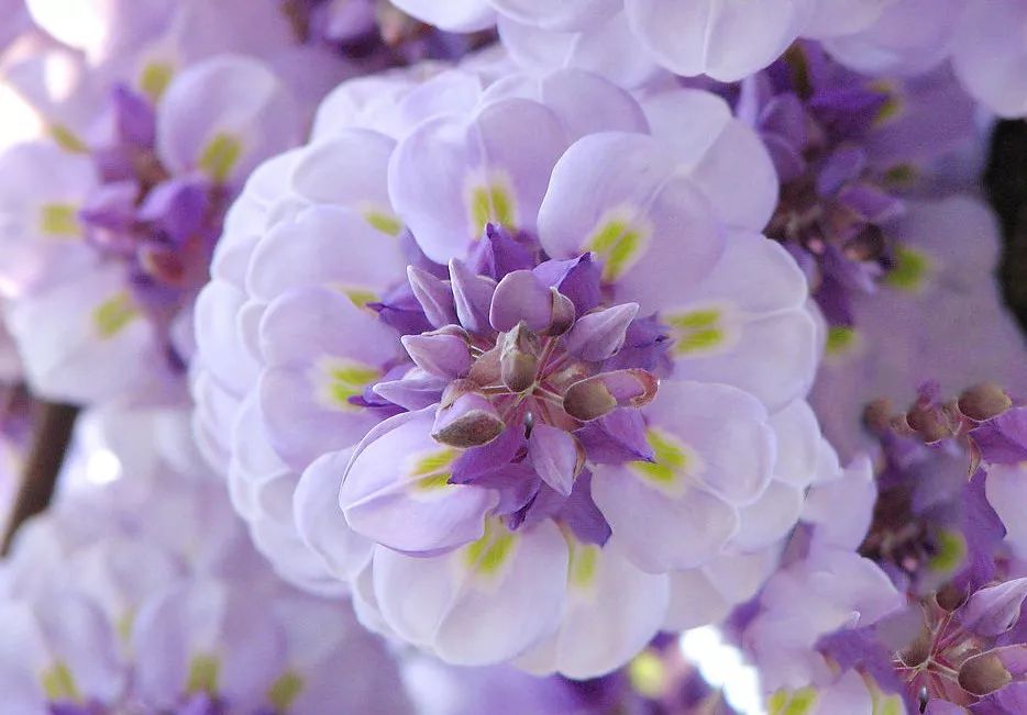 祖玛珑香水和圣罗兰哪个档次高,祖玛珑2018圣诞限量版香水