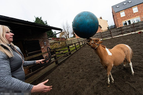 英小马驹酷爱踢足球运球有模有样被专业球队接纳