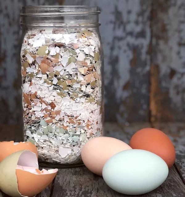 1个洋葱丢盆里，花朵砰砰开，一下能变2个头，省钱了！