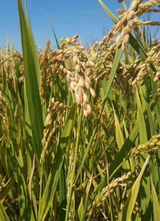 崇明好的民宿树屋,上海崇明农庄民宿