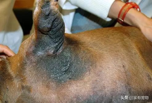 犬皮肤问题,如何鉴别犬类皮肤病