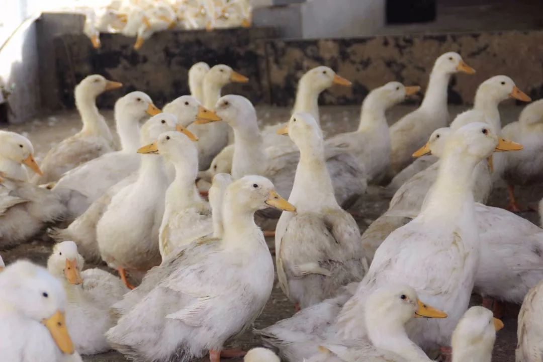 稳定发展之势,稳定发展态势