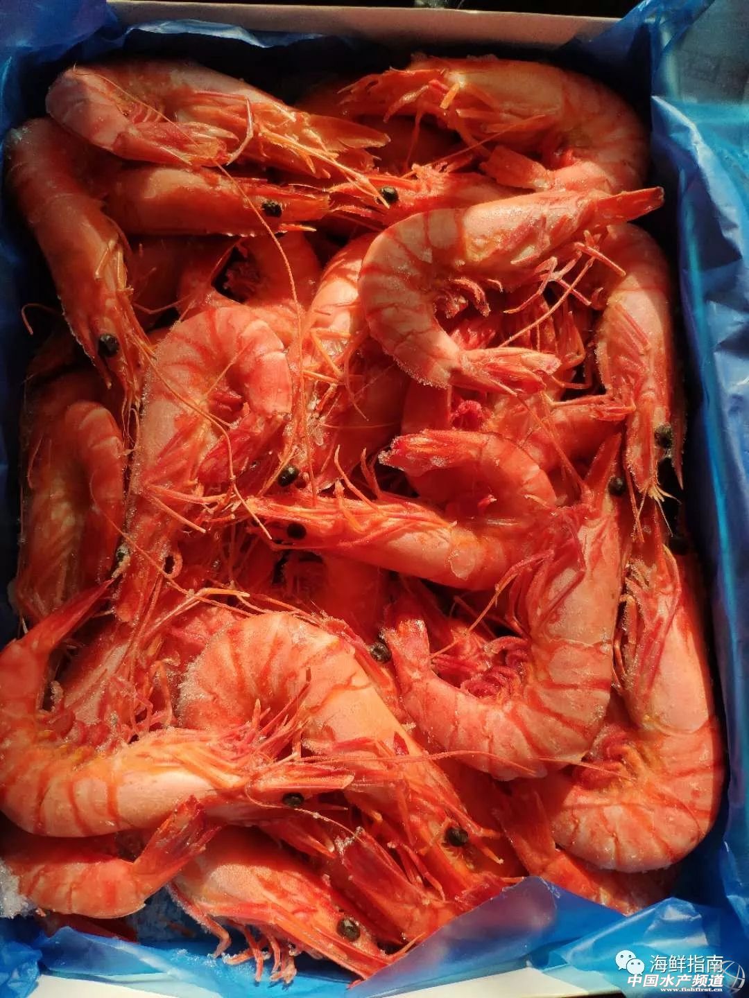 饭店做的白灼虾为啥那么好吃,大排档的白灼虾为什么那么鲜甜