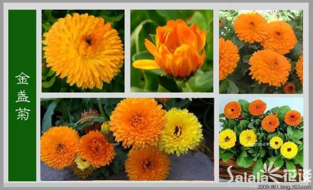 最全花品种,史上最简单的十种花