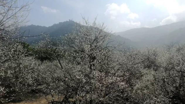 梁化梅园梅花开了吗,梁化梅园梅花观赏最佳时间