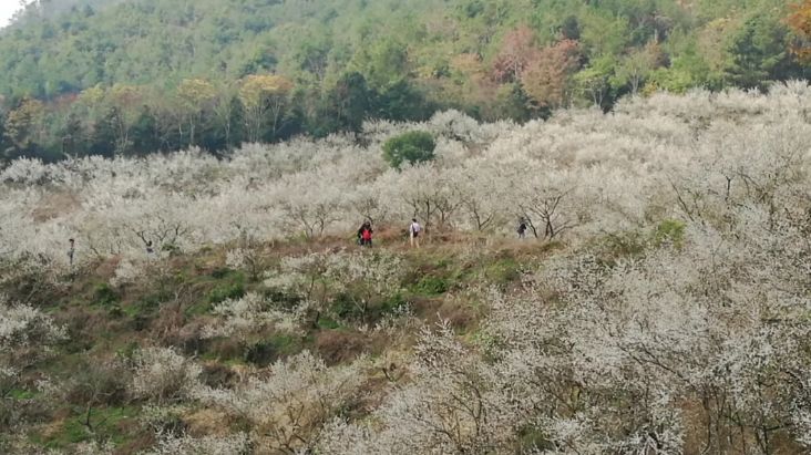 梁化梅园梅花开了吗,梁化梅园梅花观赏最佳时间