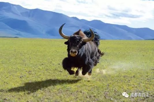 青白江的小伙伴们看过来！携手甘孜九龙，乐购别样年货！