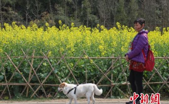 1月24日每天3分钟尽览天下事（春节期间郑州限行规则出炉/*花爆烟竹**郑州各县区全禁）