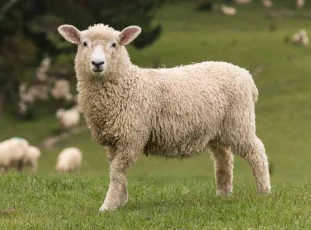 羊毛衫洗缩水了有什么办法恢复,羊毛衫洗缩水了怎么才能恢复原形