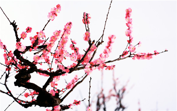 岁寒三友诗句松竹梅,关于梅兰竹菊和岁寒三友的诗句