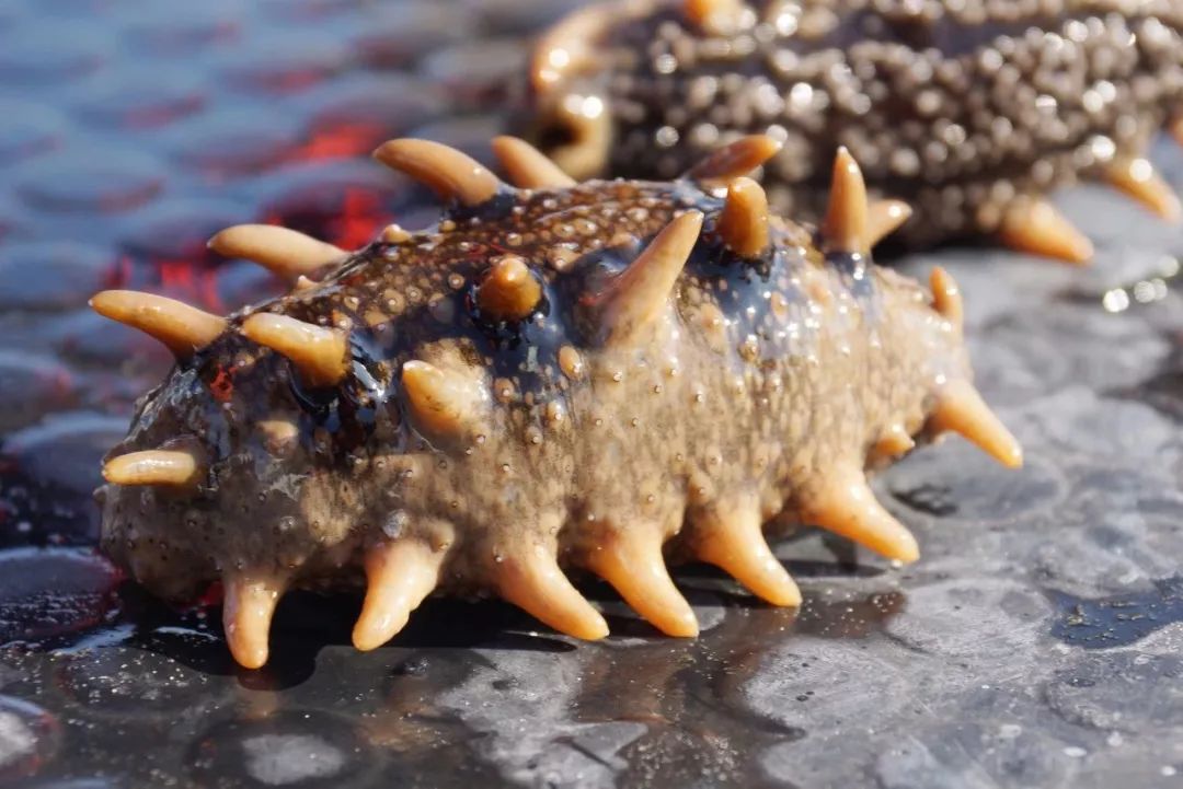 哪个海域的海鲜最好吃,十大最好吃的五种海鲜