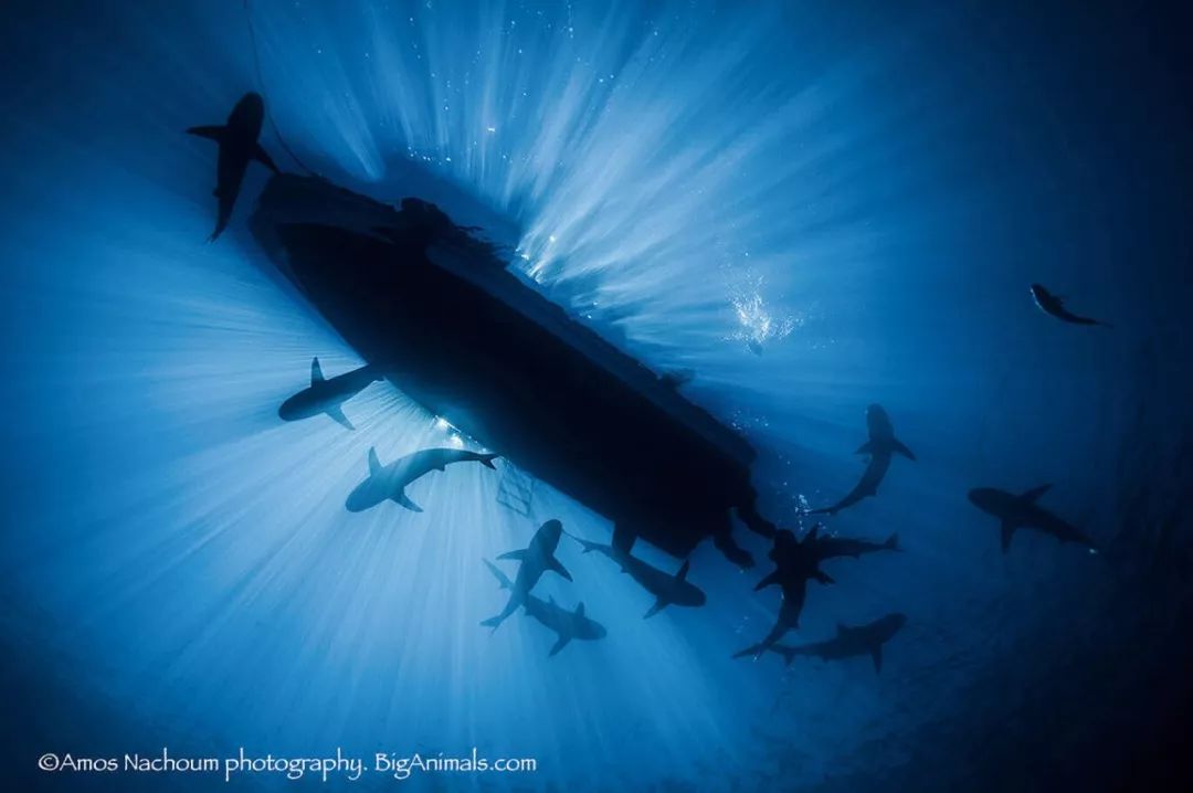 被北极熊追杀，抓拍鲨鱼咬向自己的瞬间……68岁摄影师玩命告诉你：为什么外国人这么少？