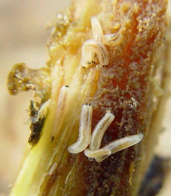 8种农药防治蔬菜害虫的药效试验,蔬菜害虫最佳防治方法